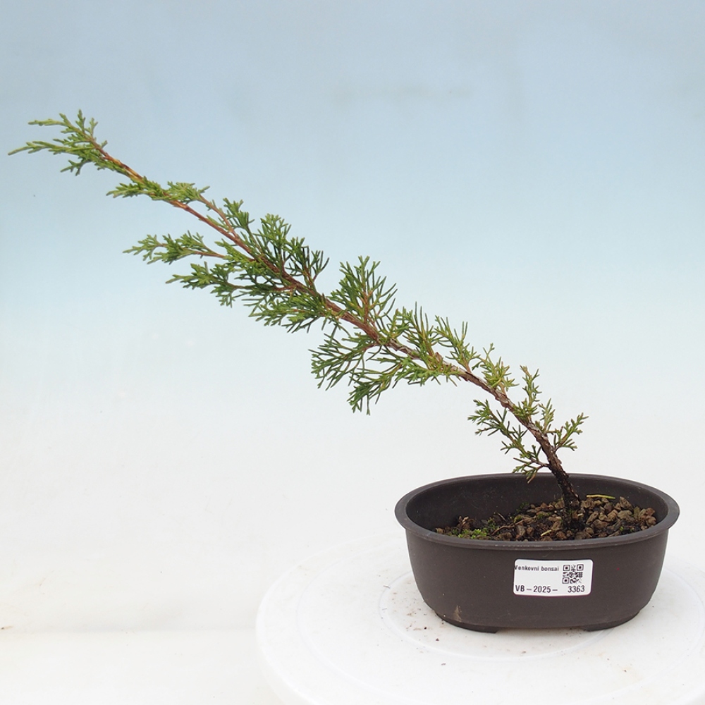 Kültéri bonsai - Juniperus chinensis Itoigawa