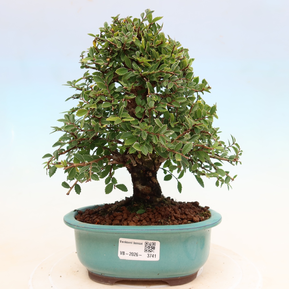 Kültéri bonsai - Zelkova - Zelkova NIRE