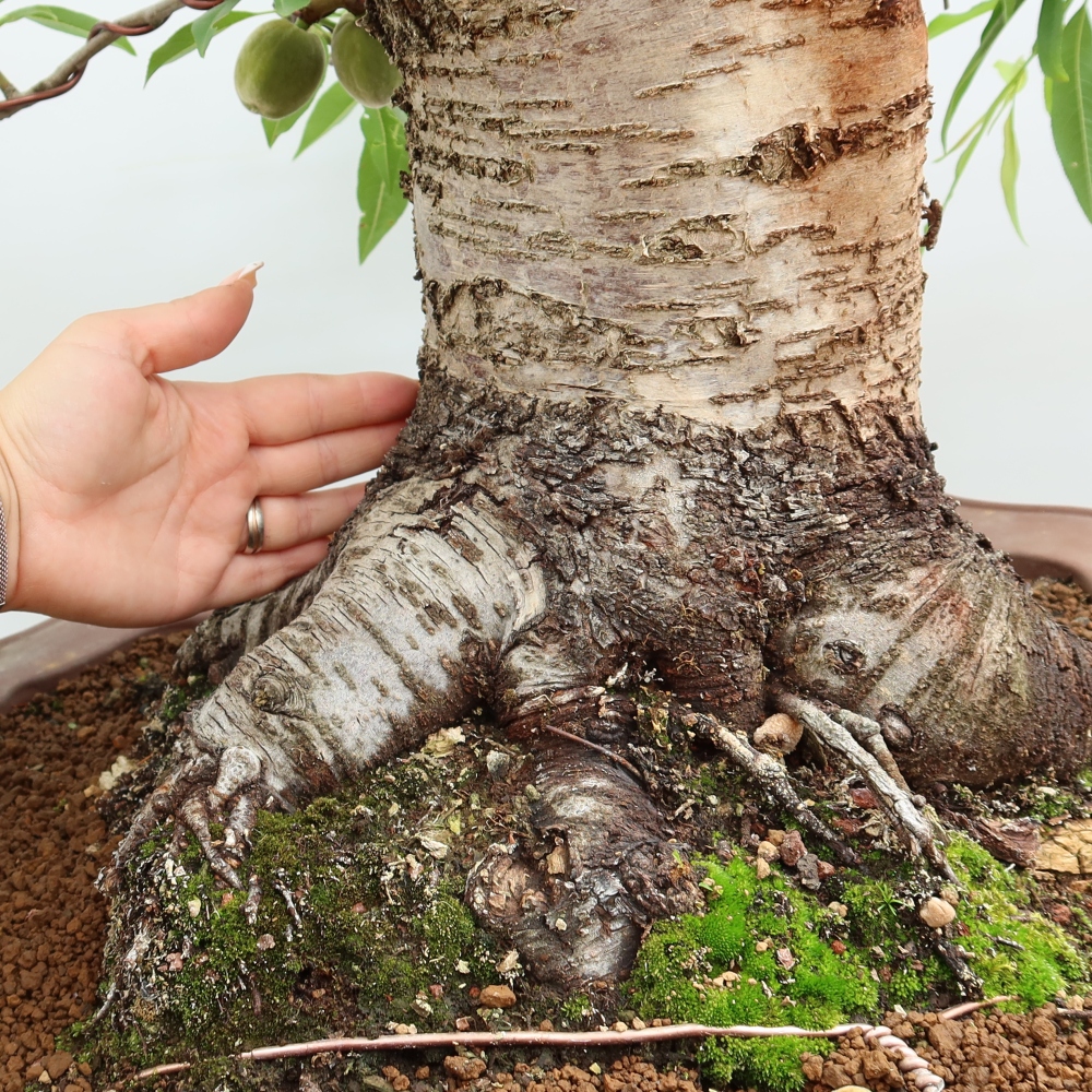 Kültéri bonsai – Prunus dulcis – Közönséges mandulafa