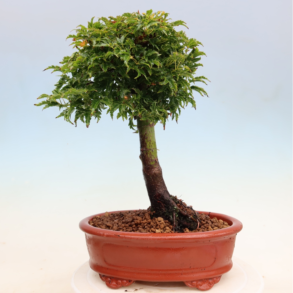 Kültéri bonsai -Javor pálma Acer palmatum Shishigashira