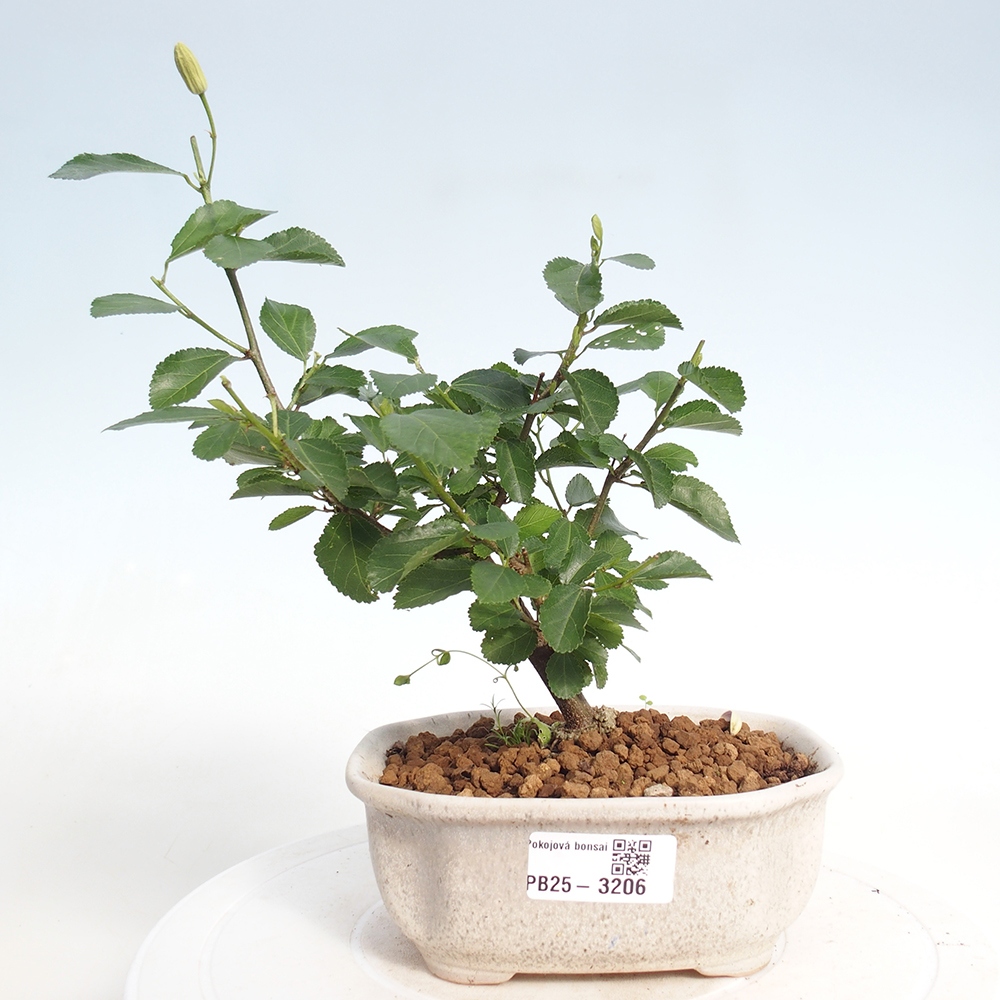 Beltéri bonsai - Grewia occidentalis - Levendula csillaghal