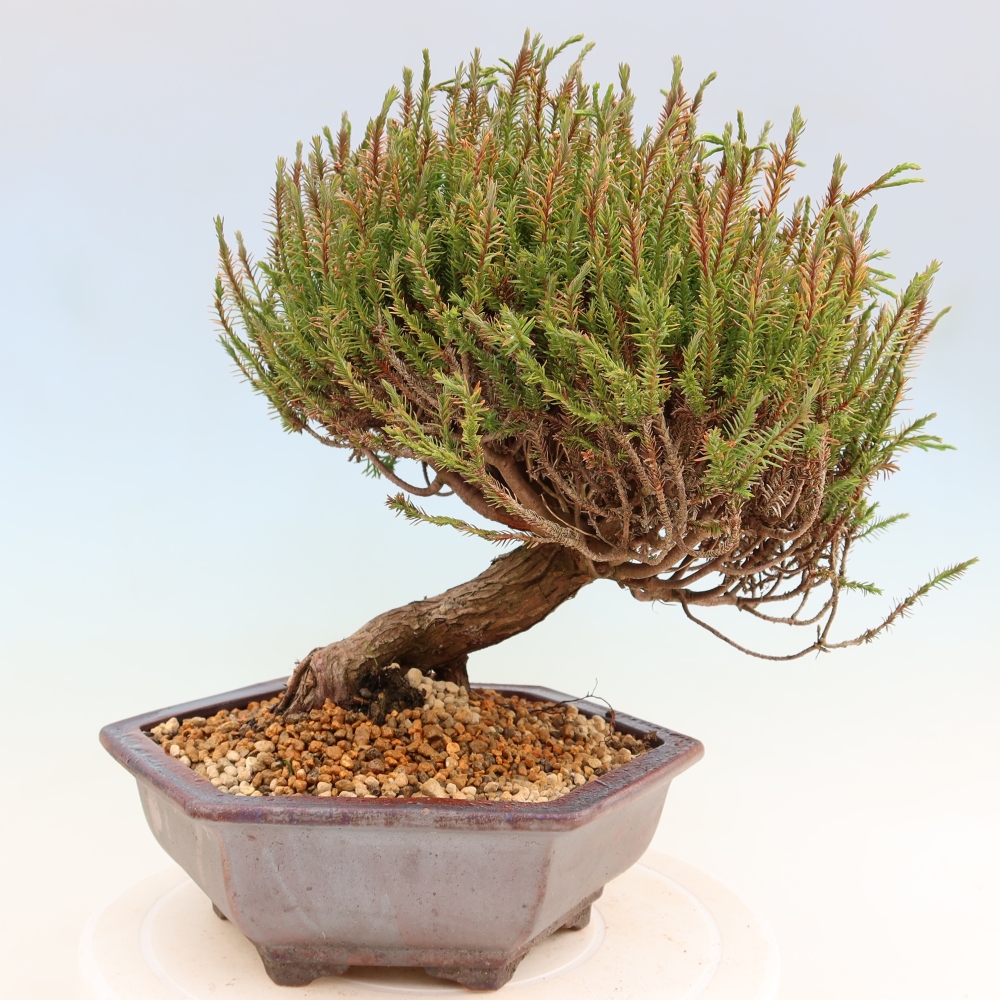 Kültéri bonsai – Cryptomeria – Kryptomeria