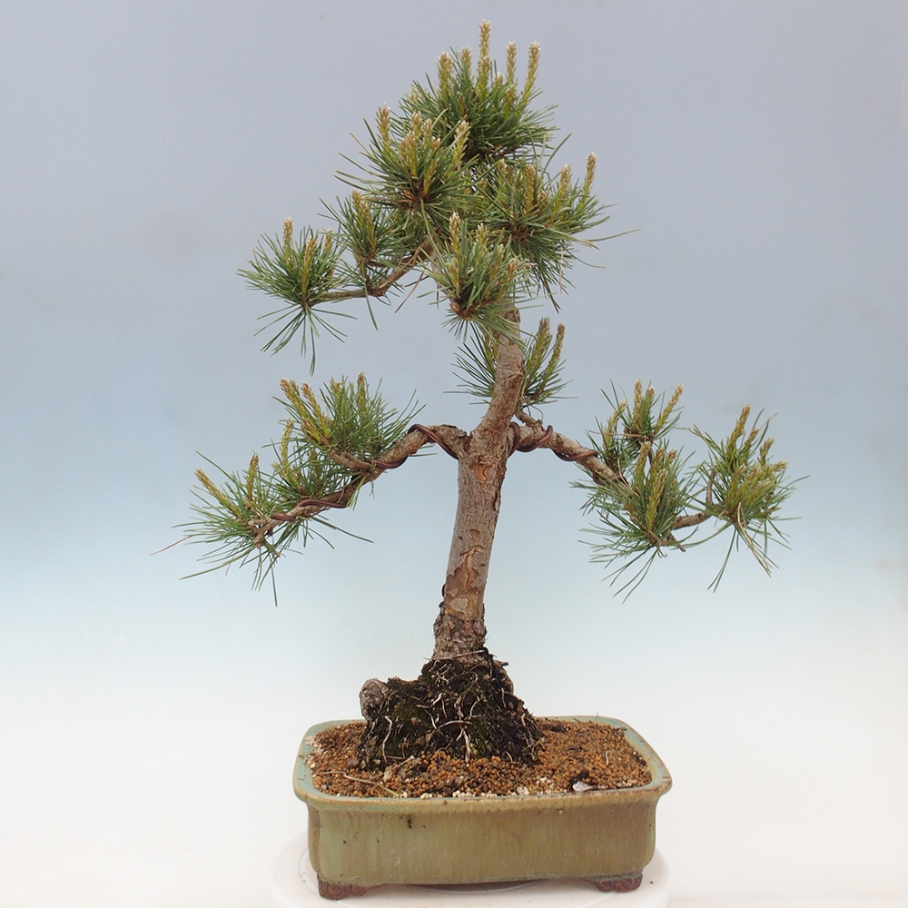 Kültéri bonsai - Pinus Sylvestris Watererri - erdeifenyő