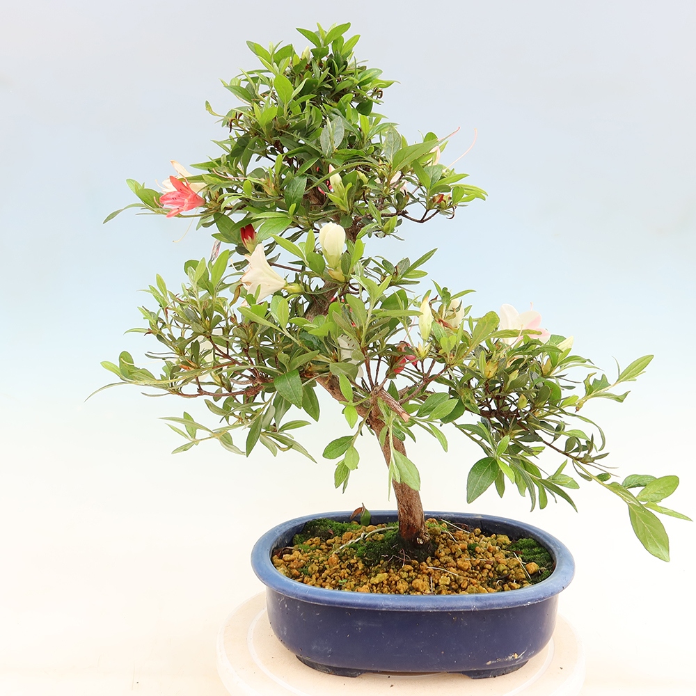Kültéri bonsai - Japán azálea - Azalea Senhime