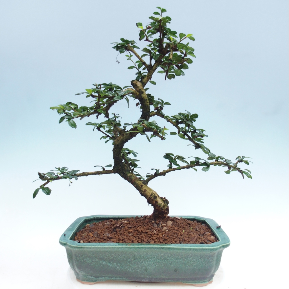 Szobai bonsai - Carmona macrophylla - Tea fuki