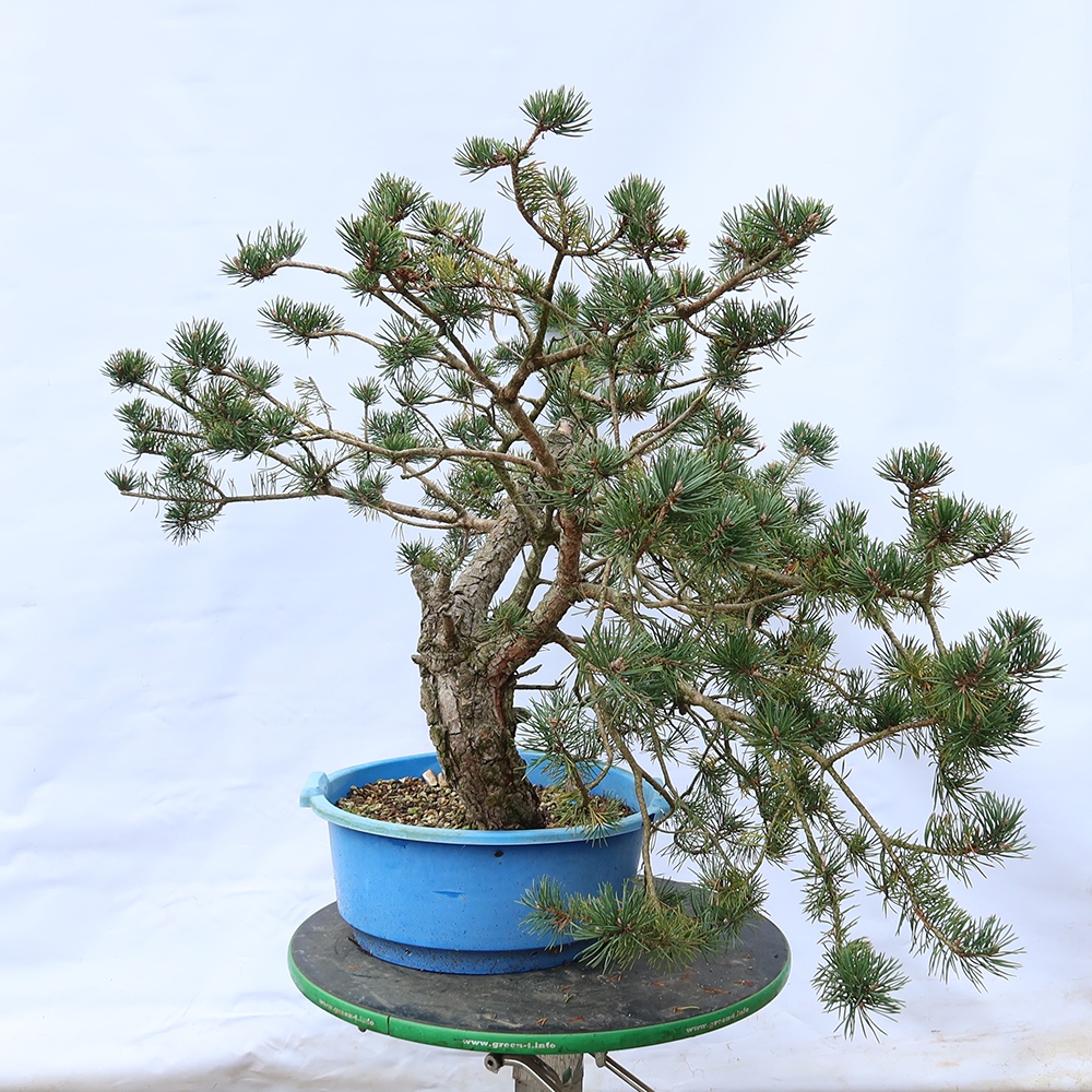 Pinus sylvestris Spanyolország – erdei fenyő