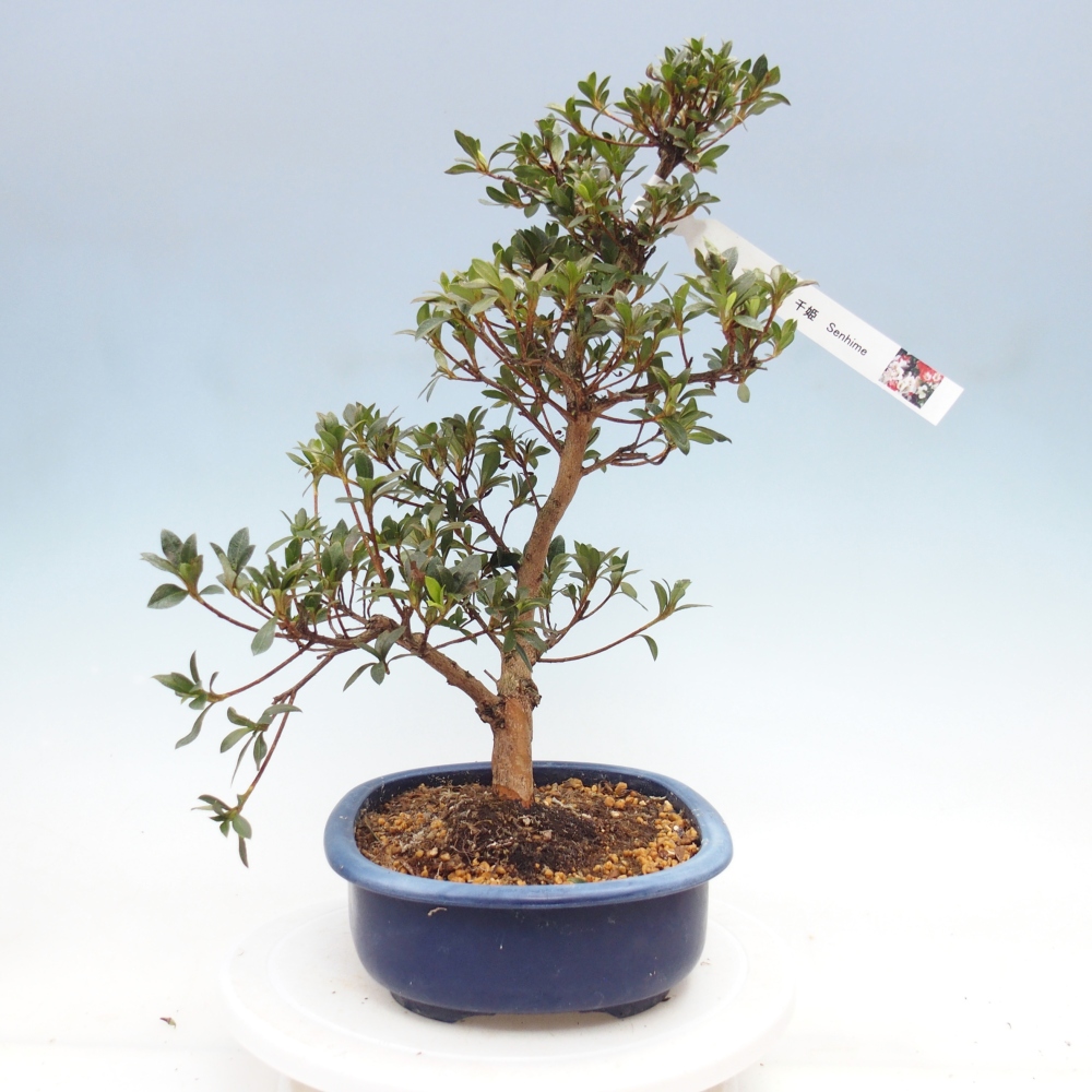 Kültéri bonsai - Japán azálea - Azalea Senhime