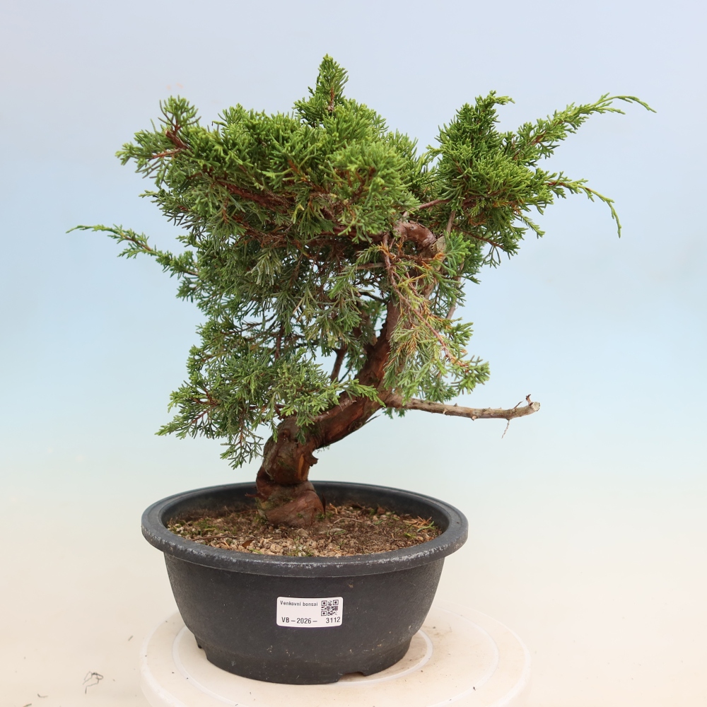 Kültéri bonsai - Juniperus chinensis Itoigawa-Juniperus chinensis