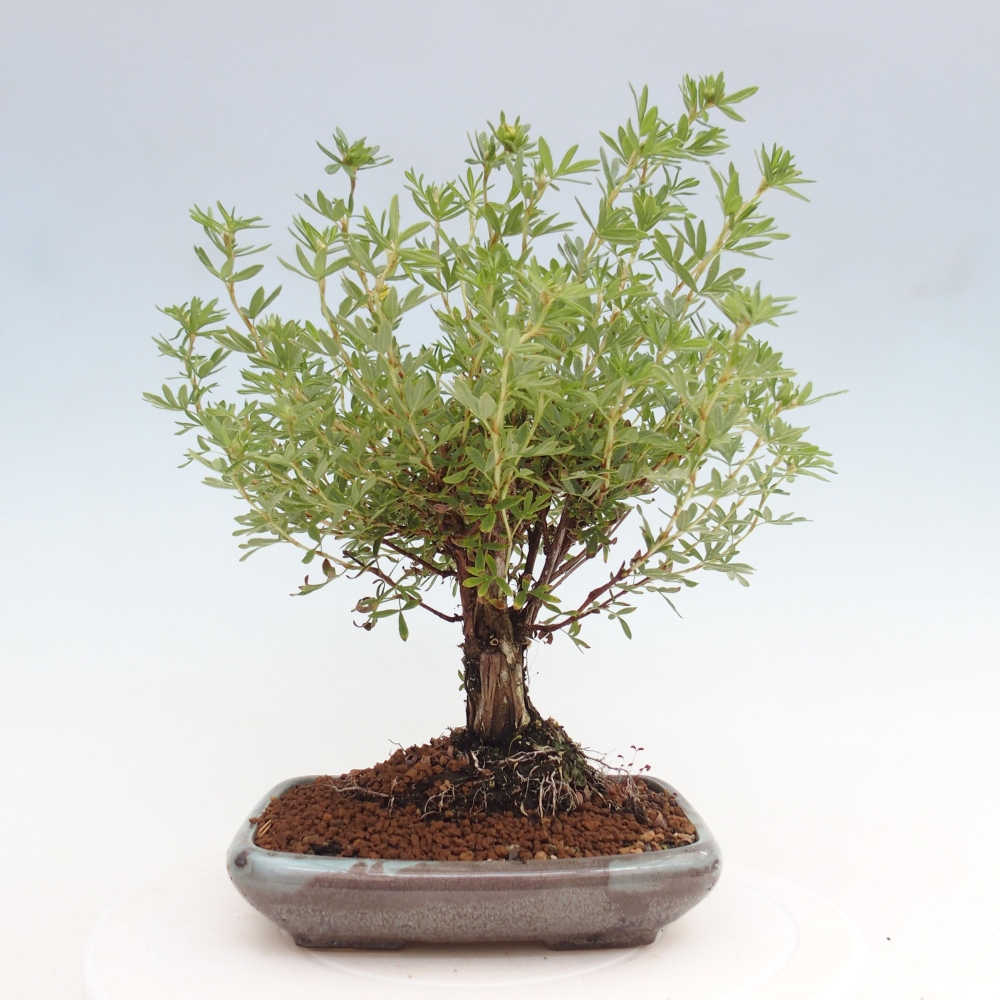 Kültéri bonsai - Potentila fruticosa sárga Bird