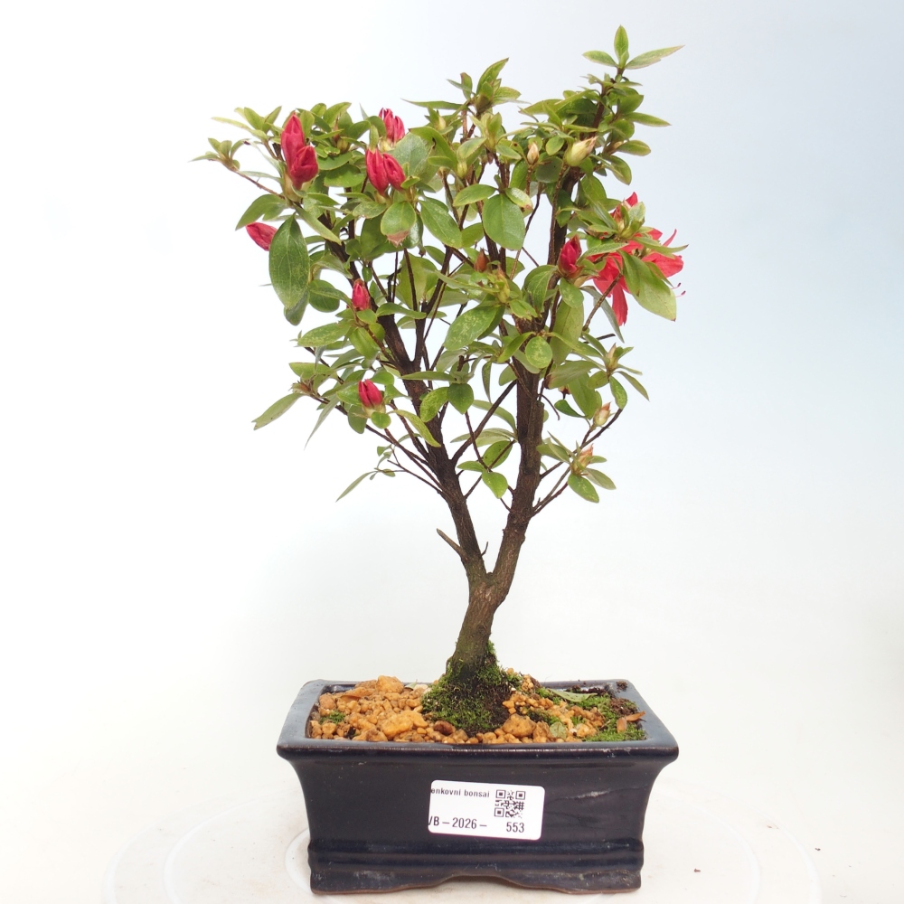 Kültéri bonsai - japán azálea - Azalea sp.