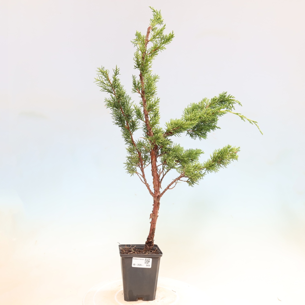 Kültéri bonsai - Juniperus chinensis Kishu