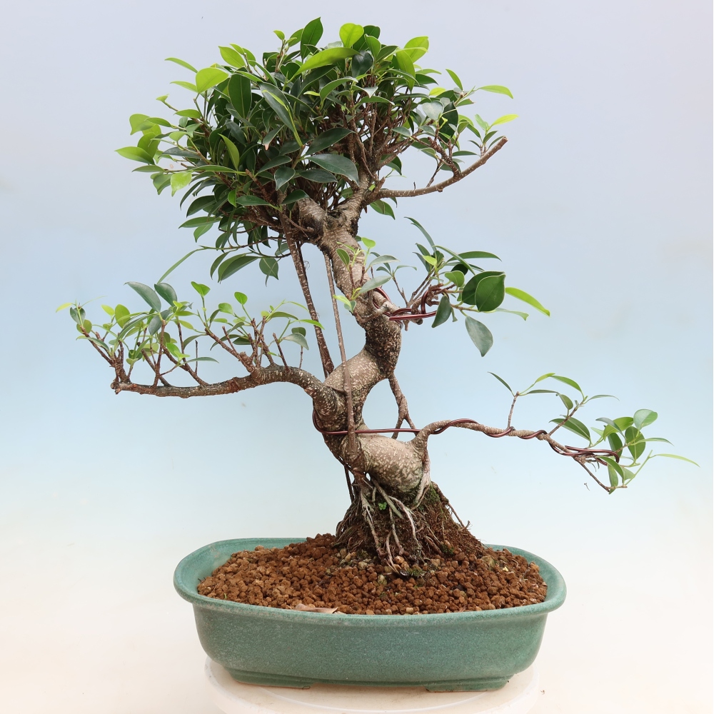 Szobai bonsai - Ficus kimmen - kislevelű fikusz