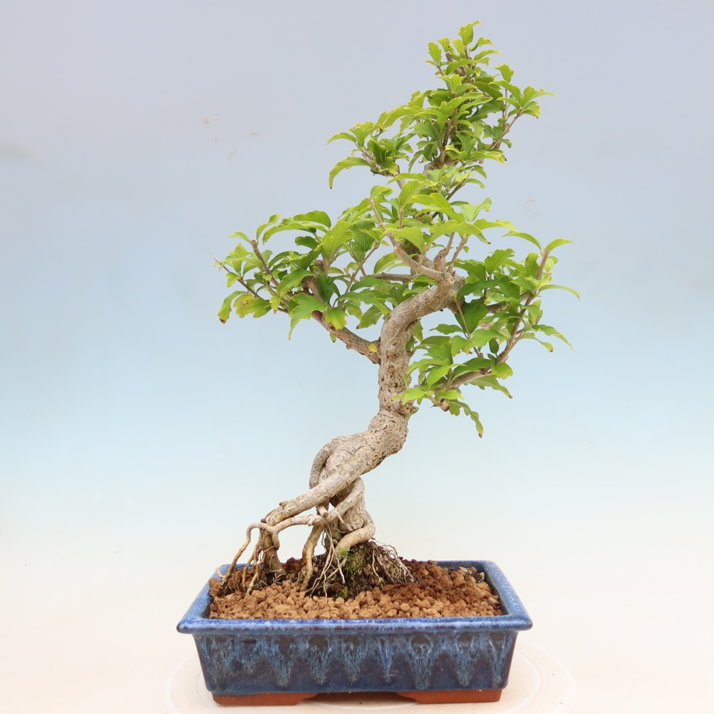 Kültéri bonsai – Hibiscus syriacus – szír hibiszkusz