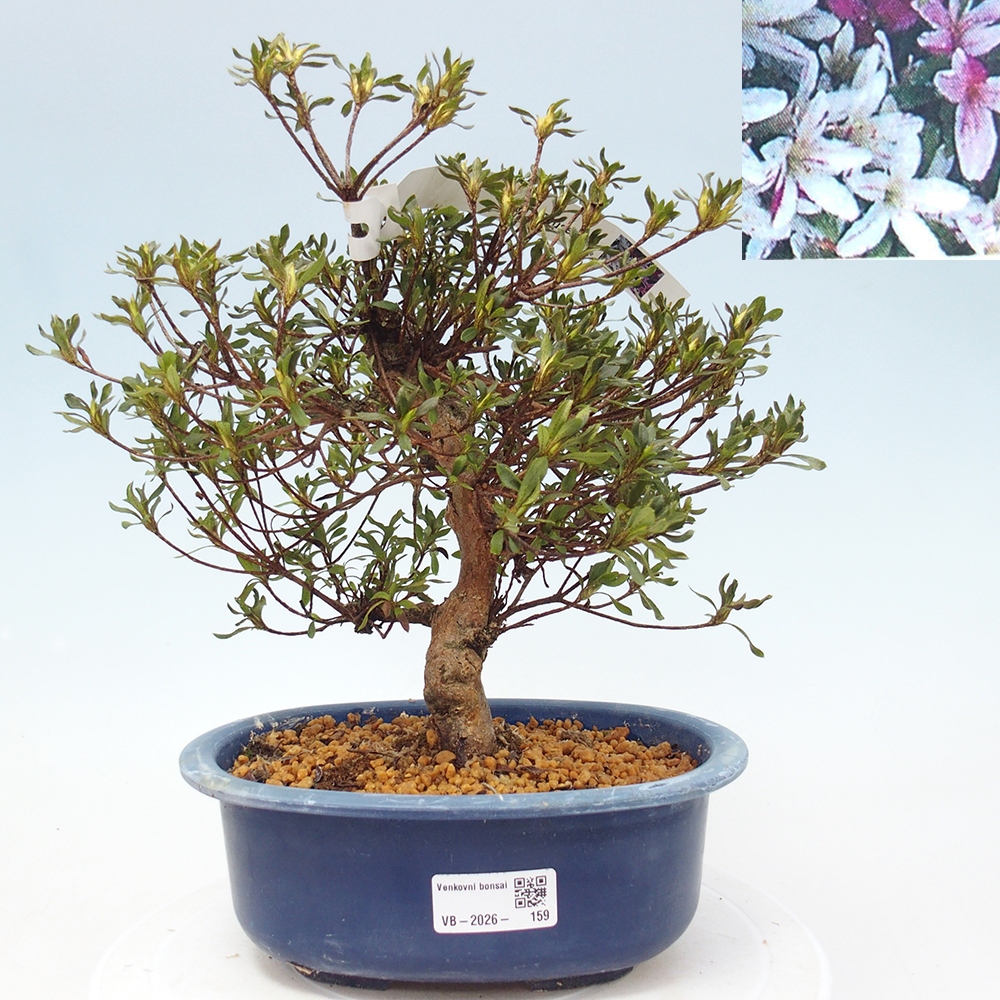 Kültéri bonsai - Japán azálea - Azalea Ryusen