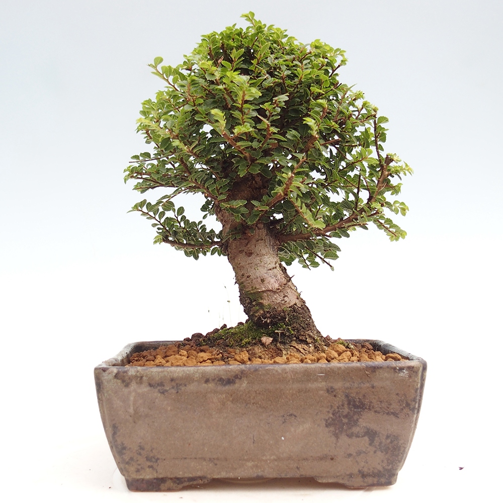 Kültéri bonsai - Ulmus parvifolia Hokkaido - Kínai szil - Ulmus parvifolia Hokkaido