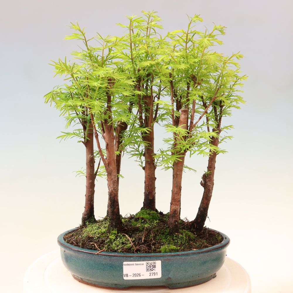 Kültéri bonsai – Metasequoia glyptostroboides – kínai metasequoia – kis erdő