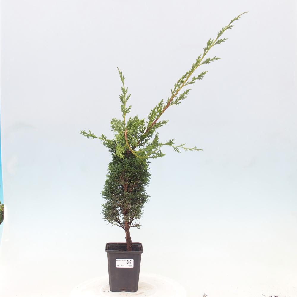 Kültéri bonsai - Juniperus chinensis Kishu