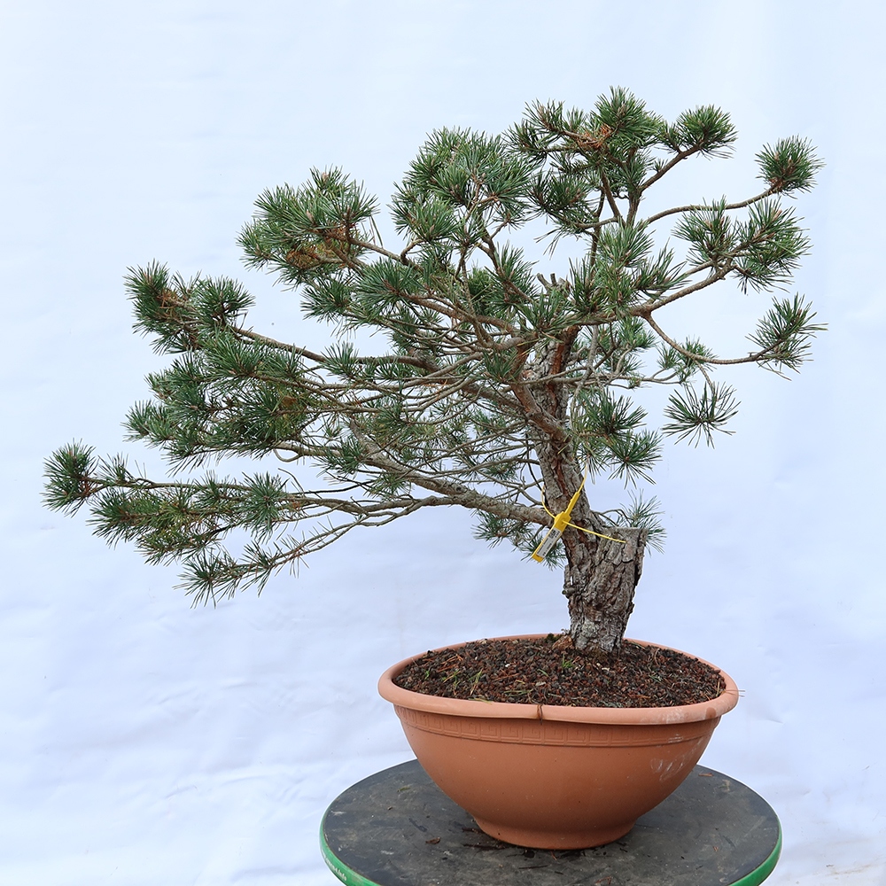 Pinus sylvestris Spanyolország – erdei fenyő