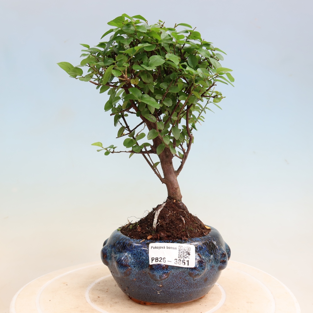 Szobai bonsai - Sageretia thea - Sageretia thea