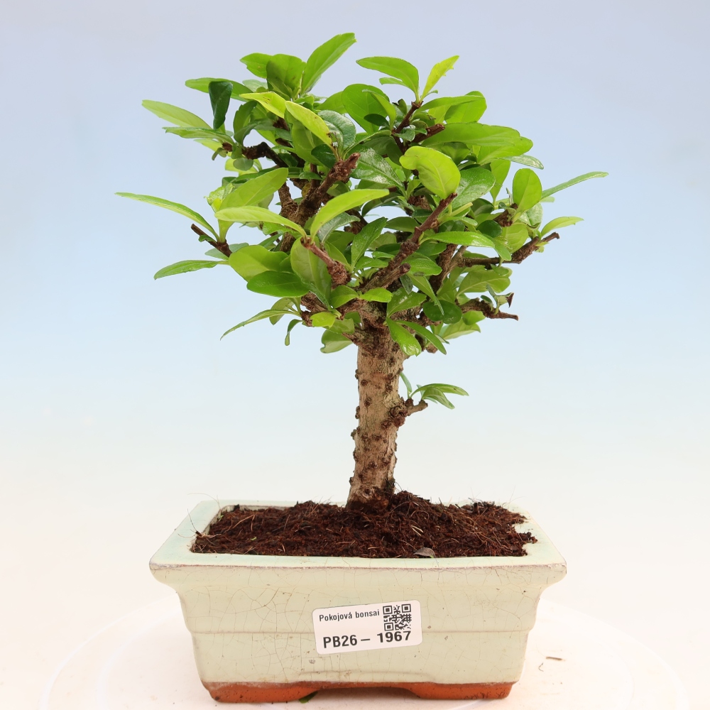 Szobai bonsai - Carmona macrophylla - Tea fuki