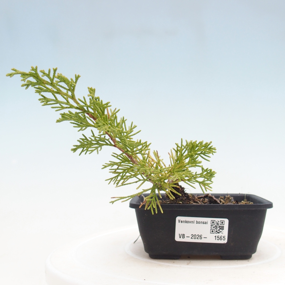 Kültéri bonsai - Juniperus chinensis Itoigawa