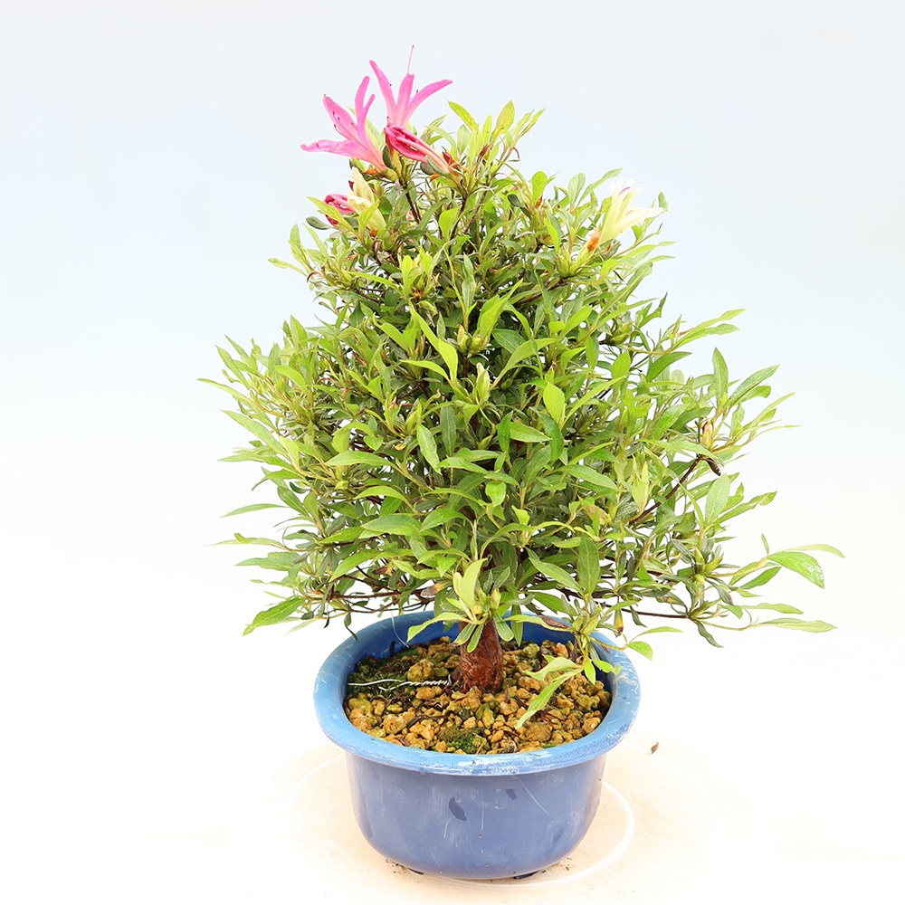 Kültéri bonsai - Japán azálea - Azalea Ryusen