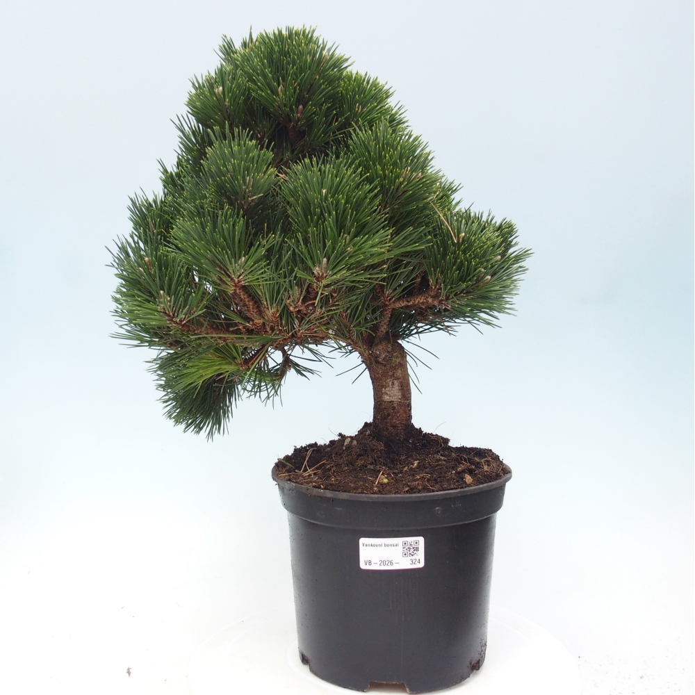 Kültéri bonsai - Pinus thunbergii senjyumaru - Thunberg fenyő