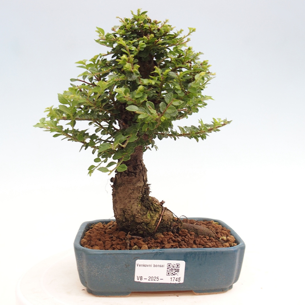 Kültéri bonsai - Ulmus parvifolia Hokkaido - Kínai szil - Ulmus parvifolia Hokkaido