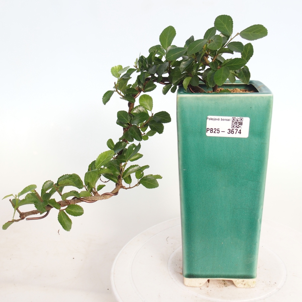 Beltéri bonsai - Grewia occidentalis - Levendula csillaghal