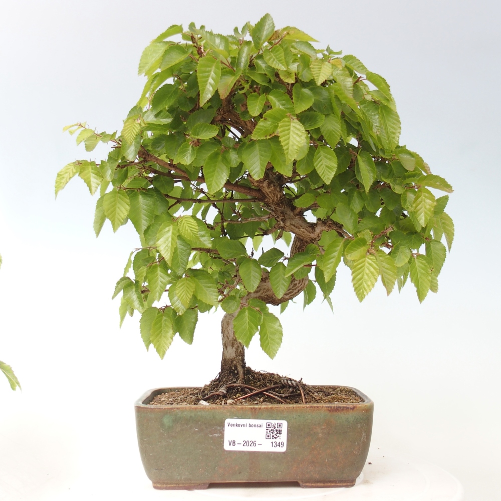 Kültéri bonsai -Carpinus CARPINOIDES - Koreai gyertyánfa