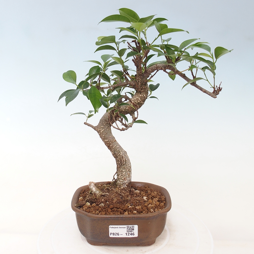 Szobai bonsai - Ficus retusa - kislevelű fikusz