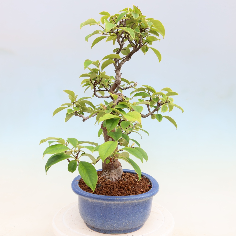 Kültéri bonsai - Pseudocydonia sinensis - kínai birs