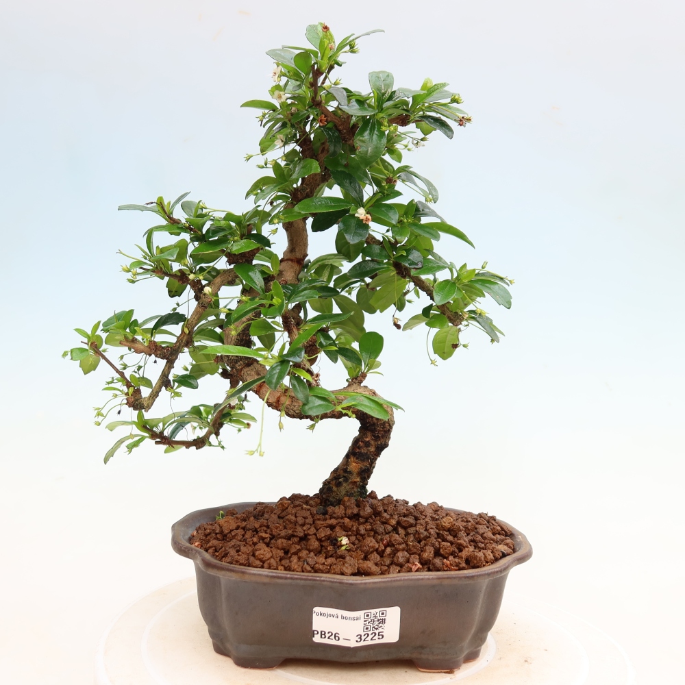 Szobai bonsai - Carmona macrophylla - Tea fuki