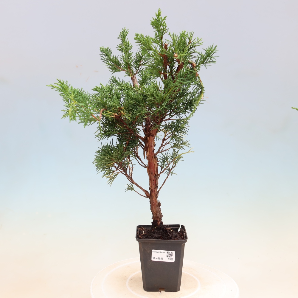 Kültéri bonsai - Juniperus chinensis Kishu