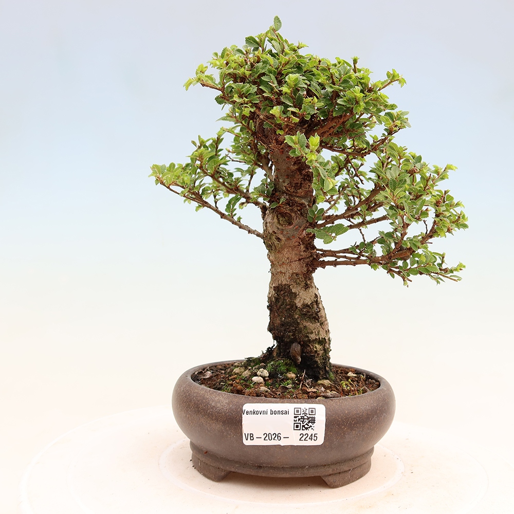 Kültéri bonsai - Ulmus parvifolia Sagei - Kislevelű szilfa