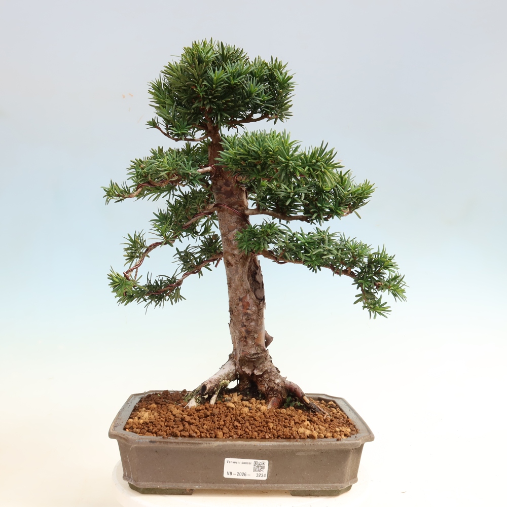 Kültéri bonsai - Taxus cuspidata - japán tiszafa
