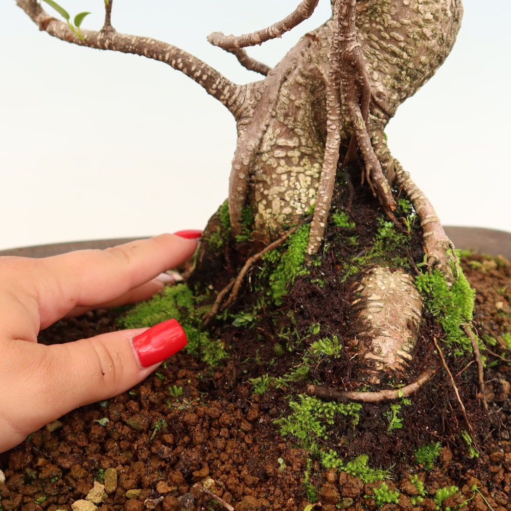 Szobai bonsai - Ficus kimmen - kislevelű fikusz