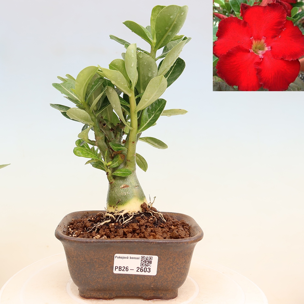Szobabonsai – Adenium obesum Red Star – Sivatagi rózsa