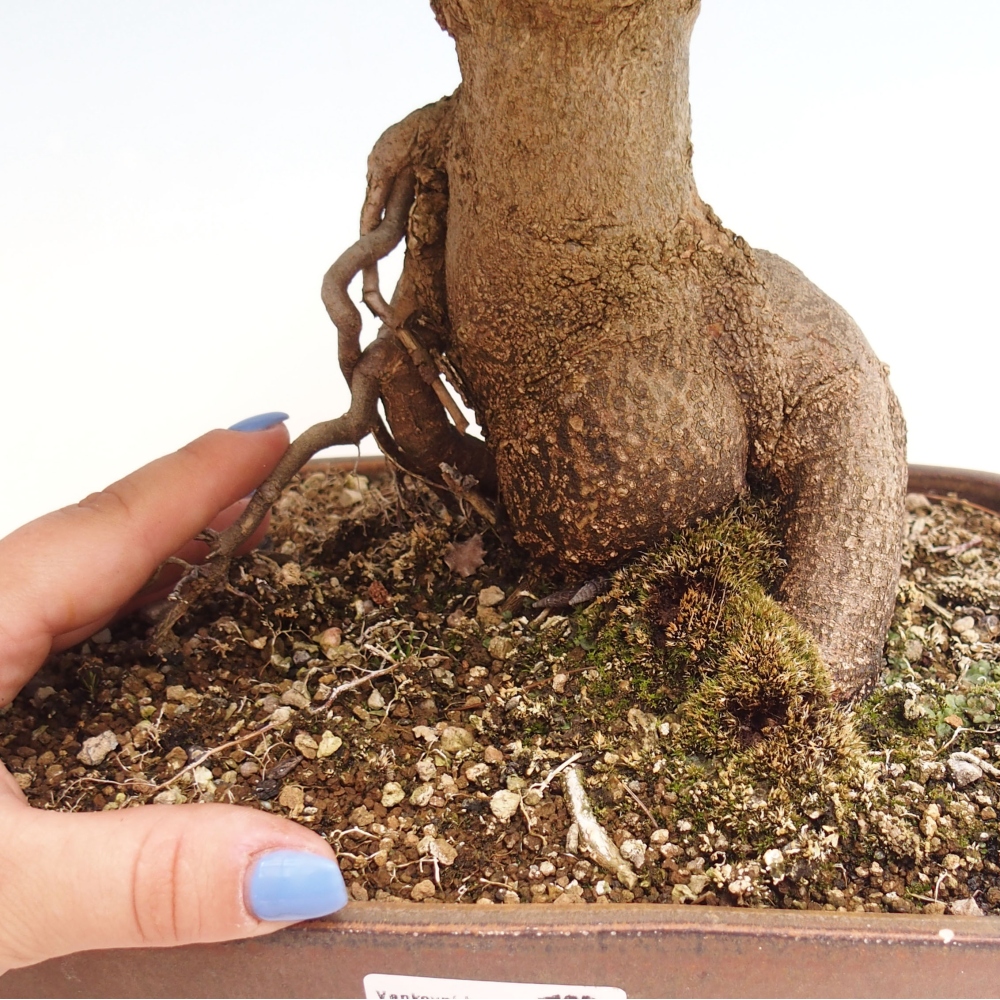 Kültéri bonsai - Acer Buergerianum - Burger juhar