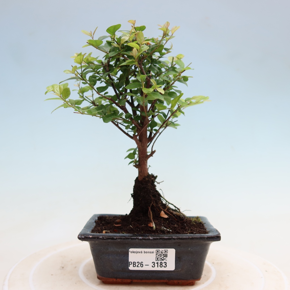 Szobai bonsai - Sageretia thea - Sageretia thea