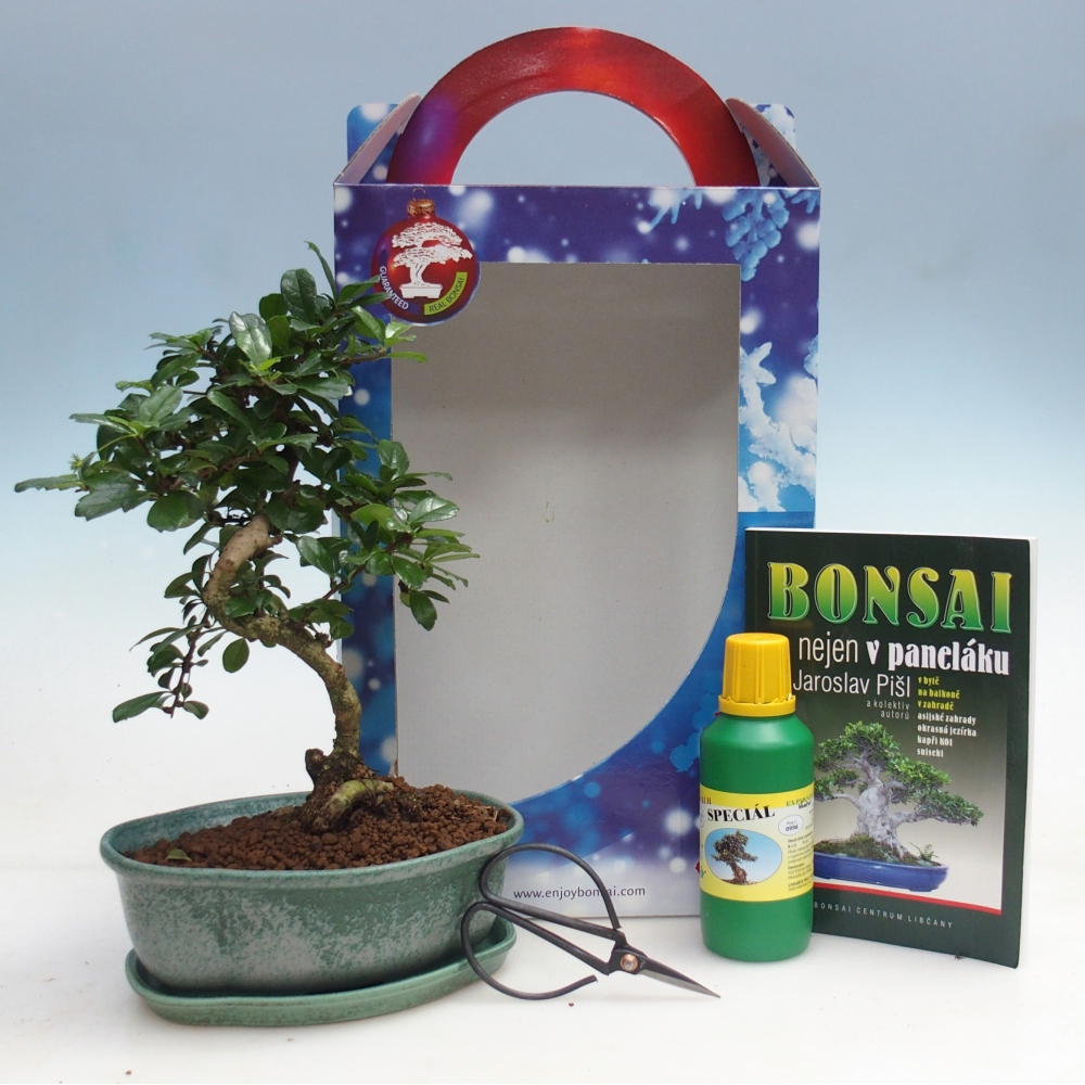 Szobai bonsai ajándékdobozban Carmona microphylla - Tea fuki