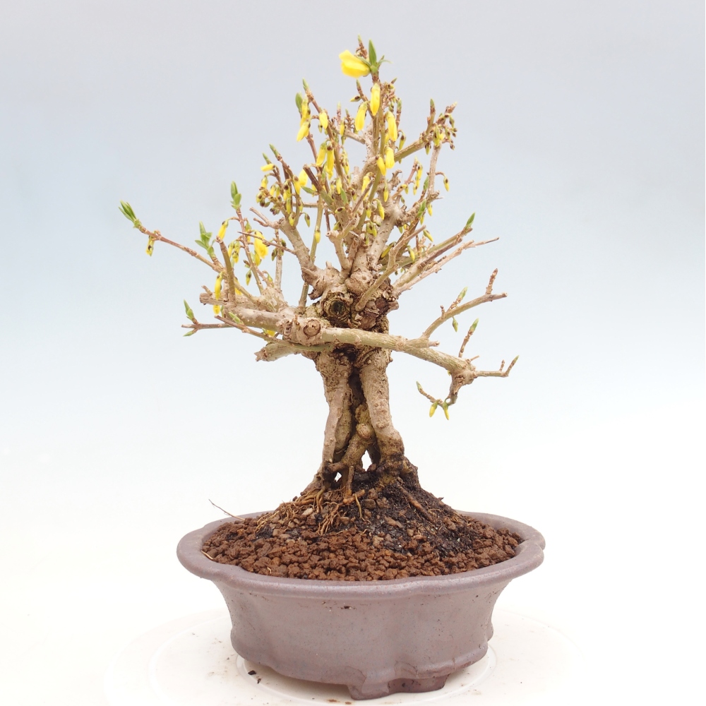 Kültéri bonsai - Zlatice - Forsythia koreana