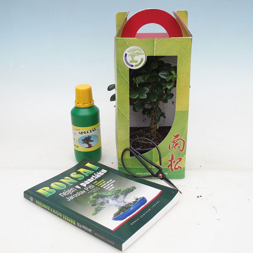 Szobai bonsai ajándékdobozban Carmona microphylla - Tea fuki