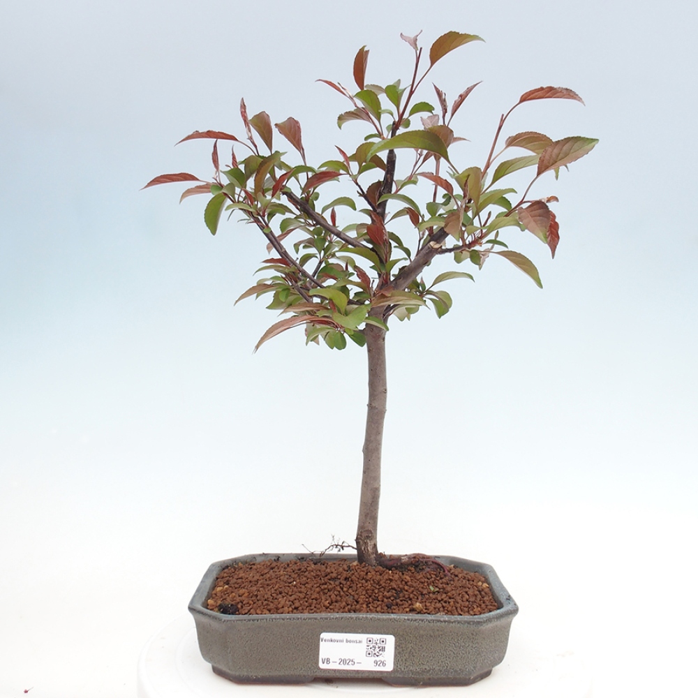 Kültéri bonsai -Malus domestica - Kis gyümölcsű piros levelű almafa