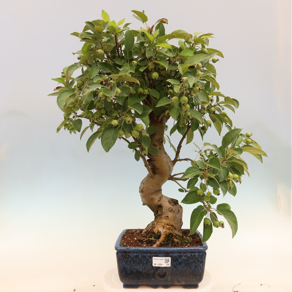 Kültéri bonsai -Malus halliana - Kis gyümölcsű almafa