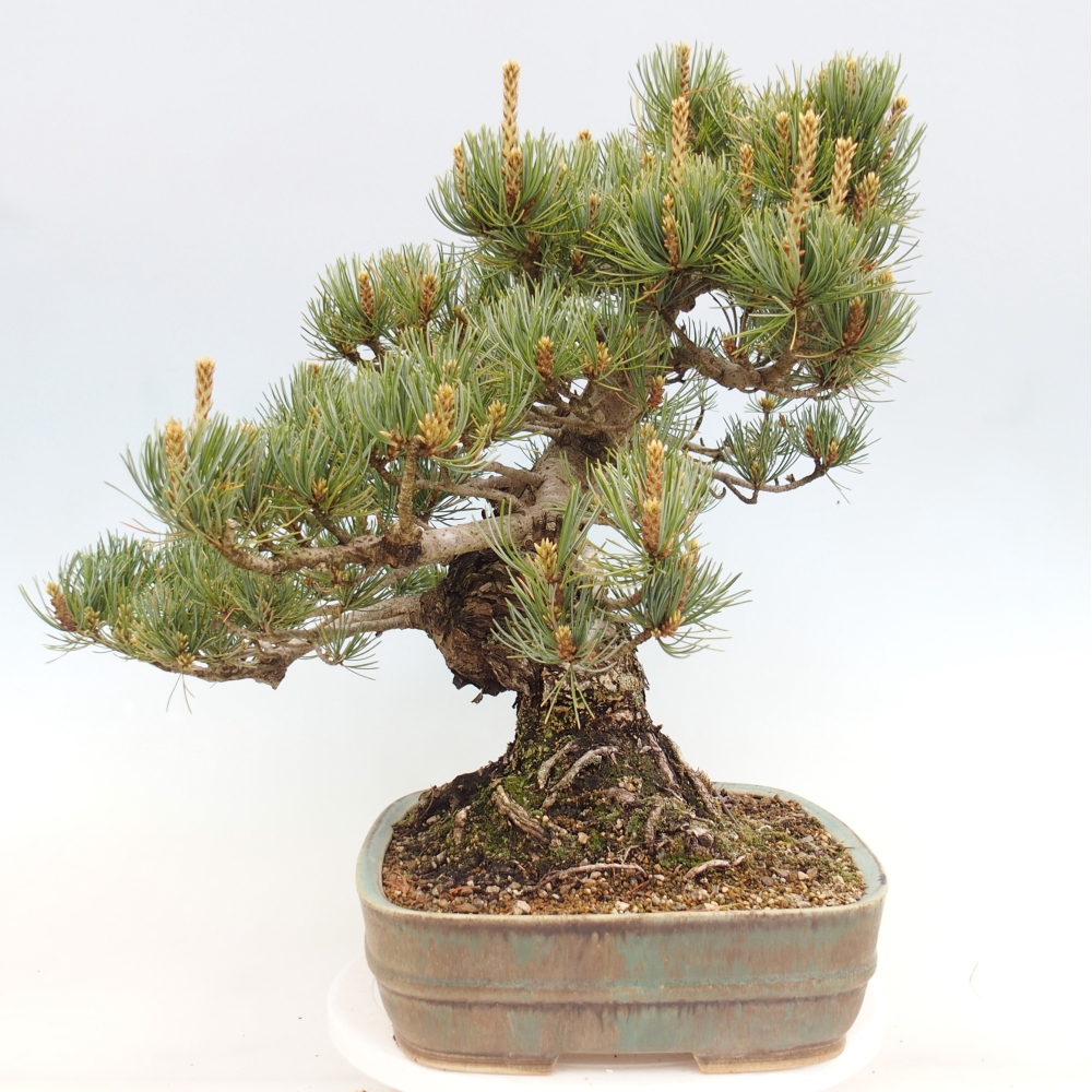 Kültéri bonsai - Pinus parviflora - Pinus parviflora