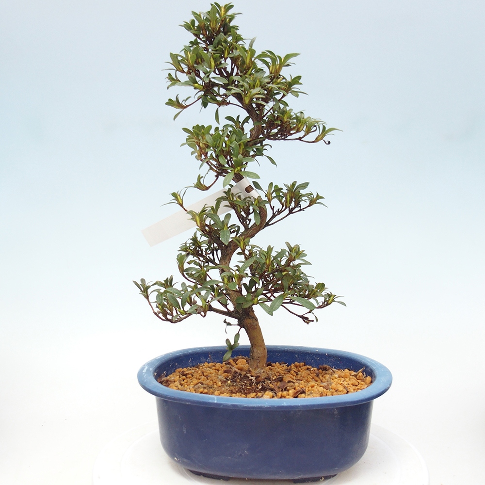 Kültéri bonsai - Japán azálea - Azalea Jukokan