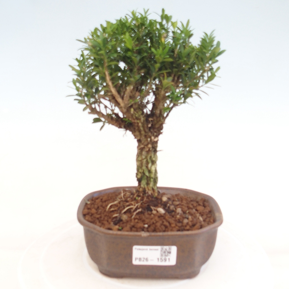 Szobai bonsai - Buxus harlandii - parafa buxus