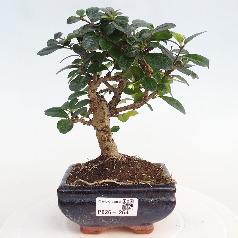 Szobai bonsai - Carmona macrophylla - Tea fuki
