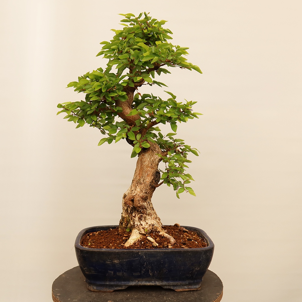 Kültéri bonsai -Carpinus Coreana - Koreai gyertyánfa